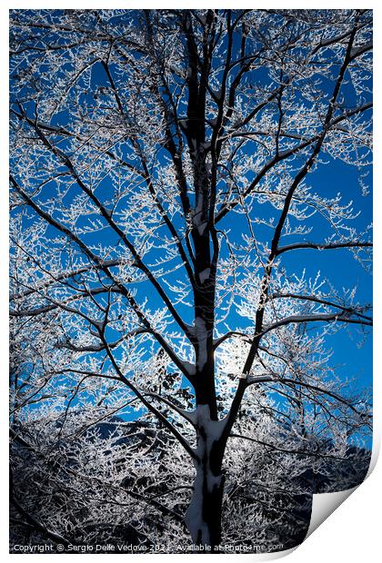 branches of snow-covered trees Print by Sergio Delle Vedove