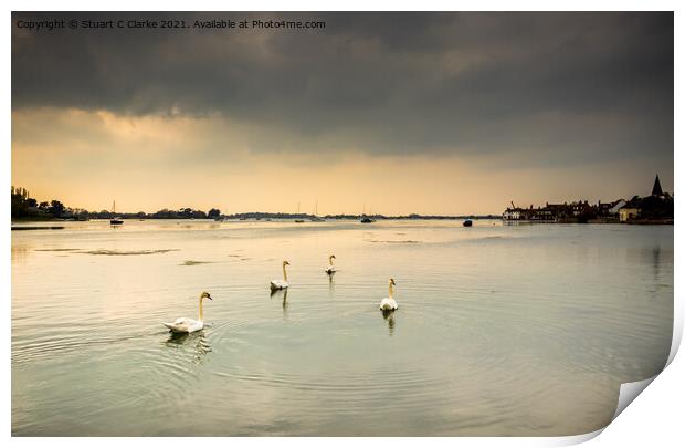 Swans at Bosham Harbour Print by Stuart C Clarke