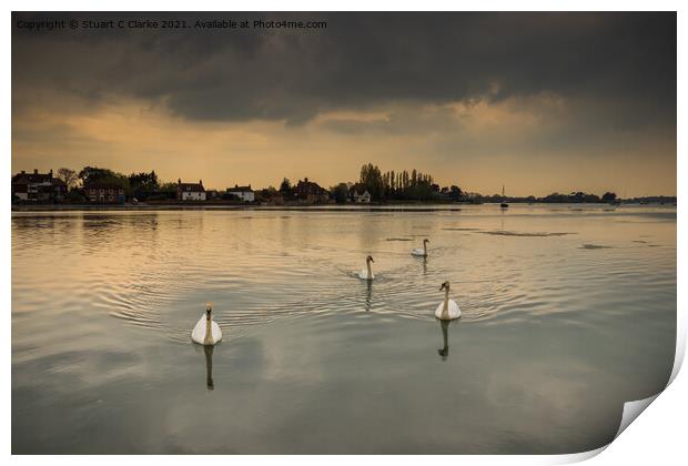 Swans at Bosham Harbour Print by Stuart C Clarke
