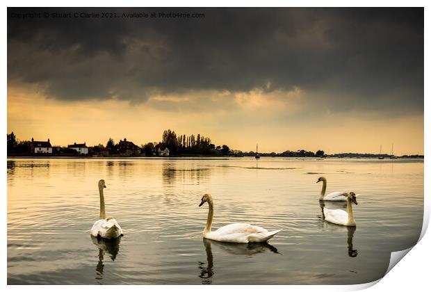 Swans at Bosham Harbour Print by Stuart C Clarke