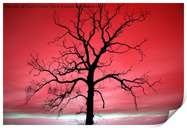 Tree silhouette Print by Stuart C Clarke