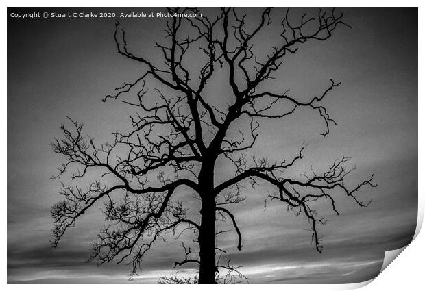 Tree silhouette Print by Stuart C Clarke