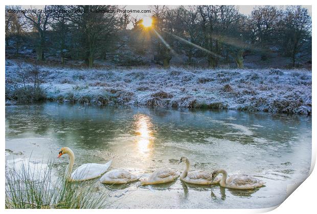 Swans at Bradgate Country Park Print by Stuart C Clarke