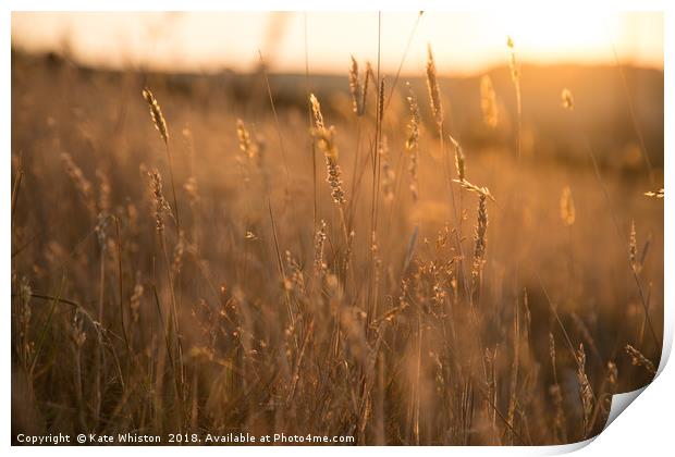 Golden Hour Meadow Print by Kate Whiston