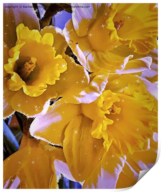 Daffodils 🌼  Print by Rachael Smith