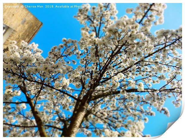 Yoshino cherry blossom tree framed photo print Print by Cherise Man