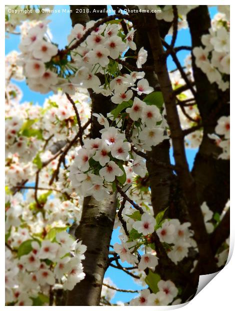Cherry blossom flowers framed photo print Print by Cherise Man
