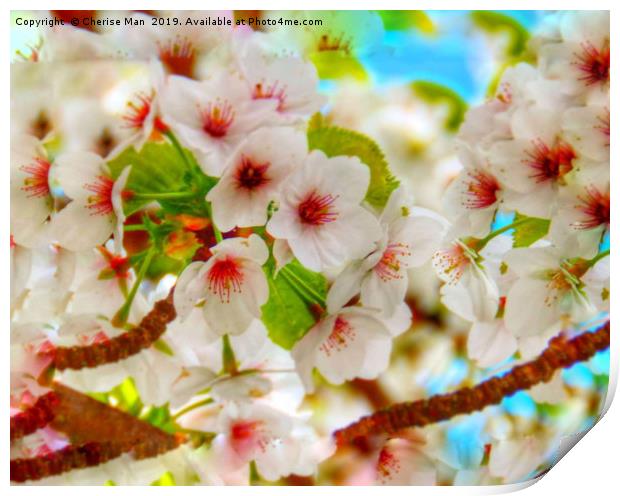 Macro HD flowering cherry blossom tree   Print by Cherise Man
