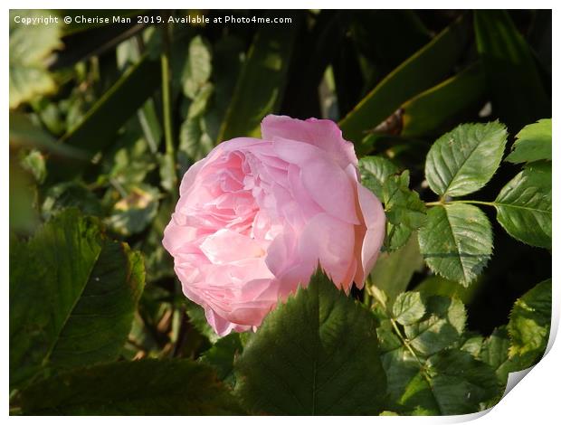 Alone pink rose flower Print by Cherise Man