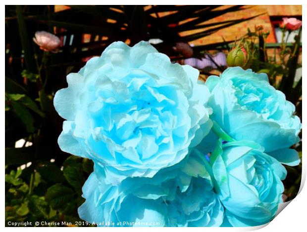 A bouquet of blue rose flowers Print by Cherise Man