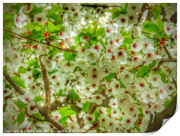 Flowering cherry blossom tree hd Print by Cherise Man
