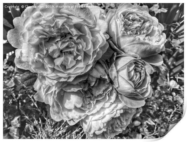 A black and white bouquet of pink rose flowers Print by Cherise Man