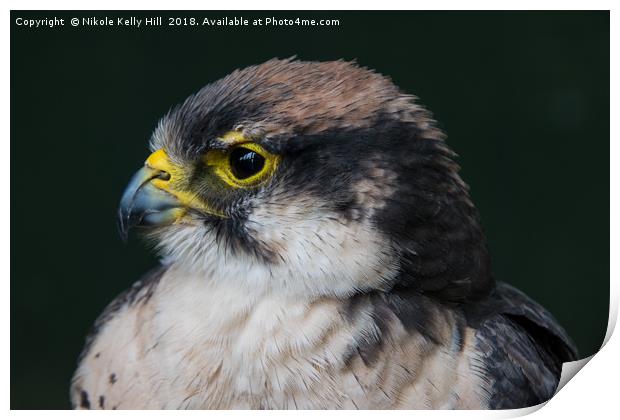 The Grey Hawk Portrait Print by NKH10 Photography