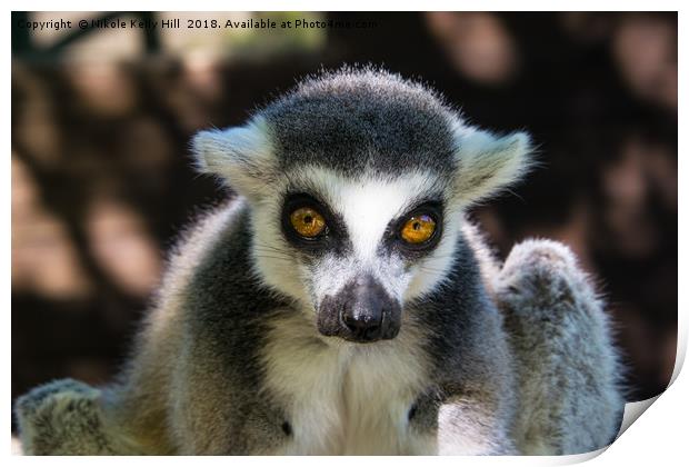 Ring-Tailed Lemur  Print by NKH10 Photography