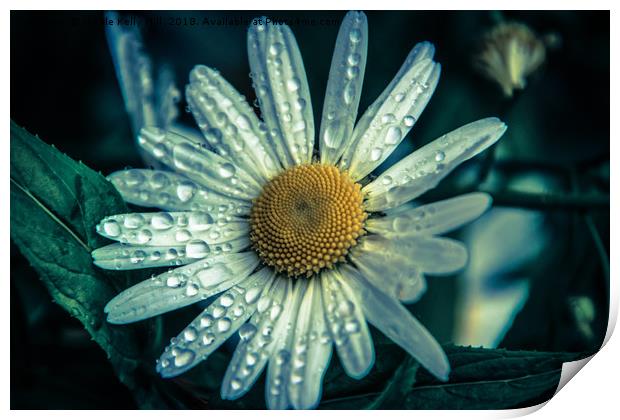 Daisy flower covered with raindrops Print by NKH10 Photography