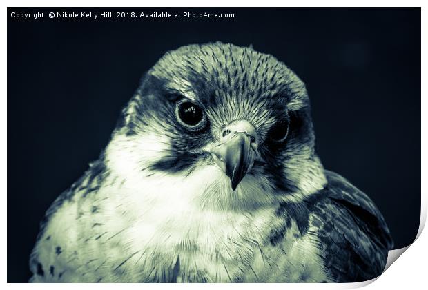 The Grey Hawk Portrait I Print by NKH10 Photography
