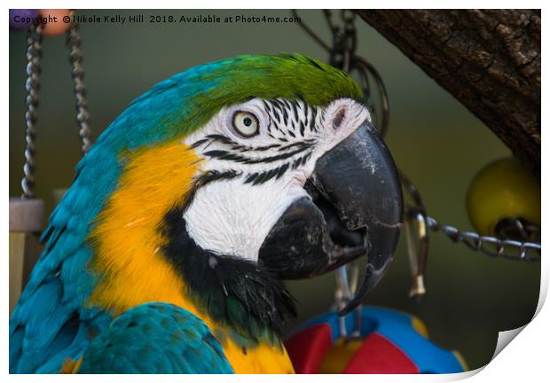 Macaw Portrait Print by NKH10 Photography