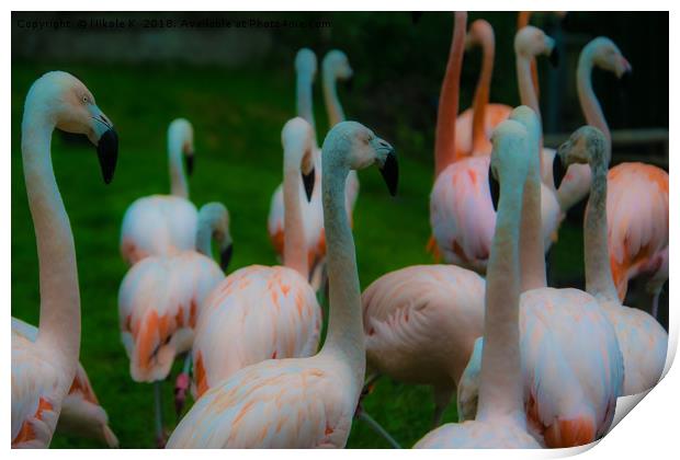 Flamingo birds Print by NKH10 Photography