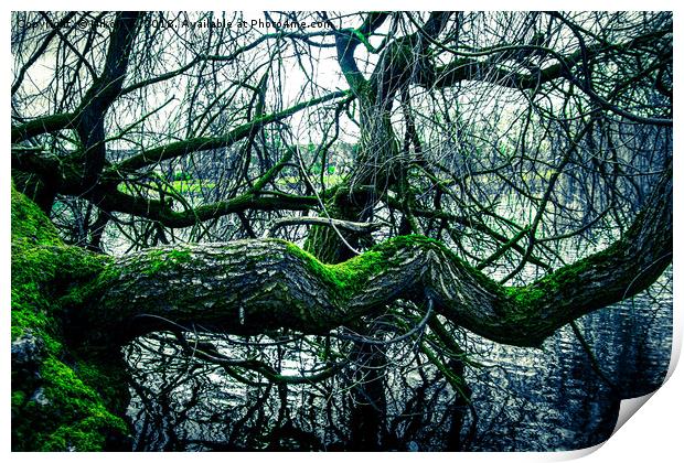 Willow tree in the winter Print by NKH10 Photography