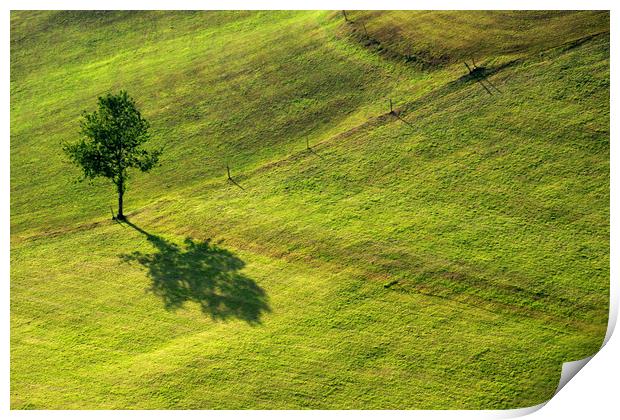 shadow from a tree Print by John Stuij