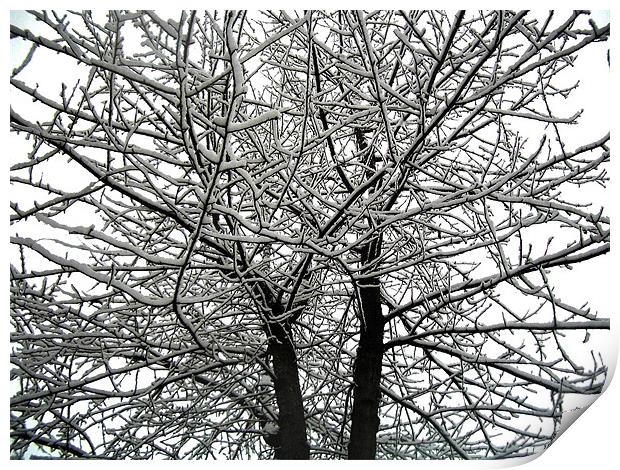 Snow on tree branches  Print by Lisa Shotton