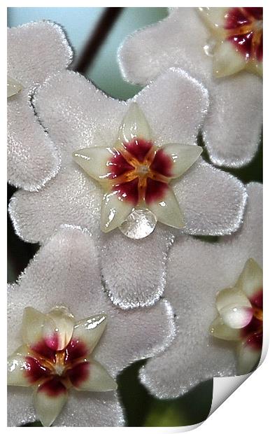 Flower Nectar  Print by Lisa Shotton