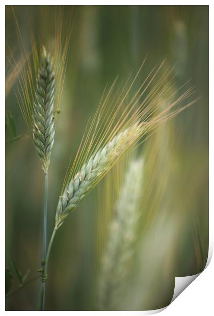 Wheat Field Print by Robert McCristall