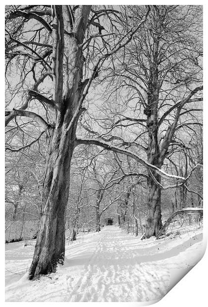 The Chestnut Walk Dalzell Estate Motherwell Print by Robert McCristall