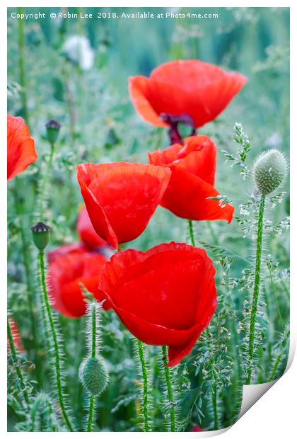 Field poppies Print by Robin Lee