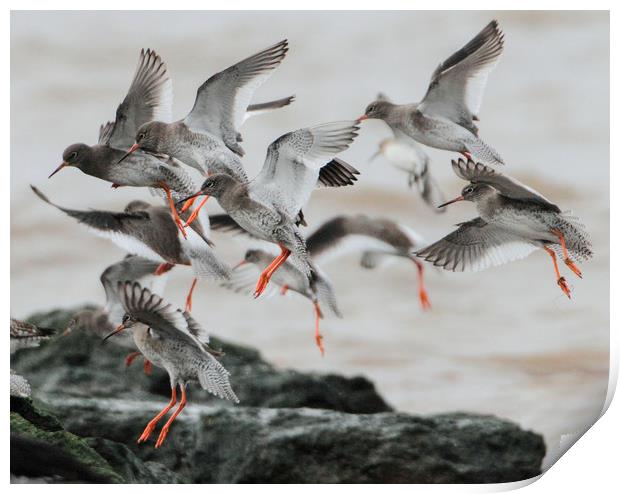 Redshank in flight about to land. Print by Alan Humphreys