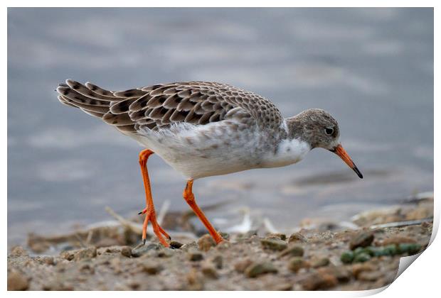 A wading bird Ruff feeding on bank  Print by Alan Humphreys