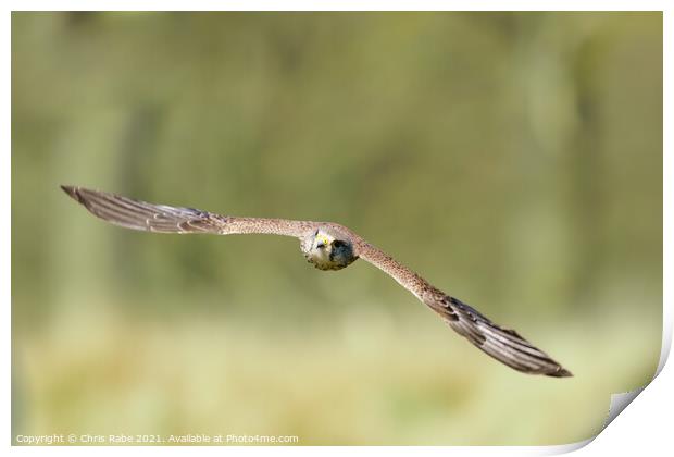 Common Kestrel in flight Print by Chris Rabe