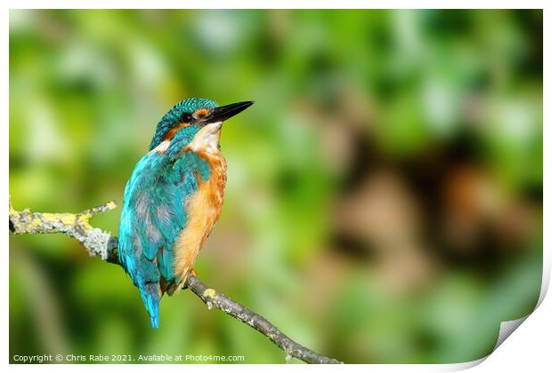 Common Kingfisher portrait Print by Chris Rabe