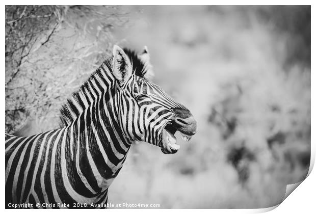 Zebra (Equus quagga) Print by Chris Rabe