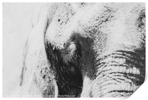 African Elephant (Loxodonta africana) portrait Print by Chris Rabe