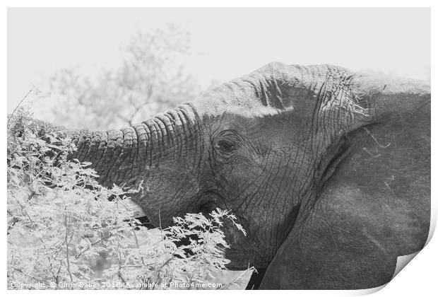 African Elephant (Loxodonta africana) Print by Chris Rabe