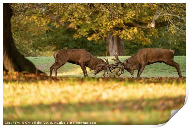 Red Deer stags sparring (Cervus elaphus) Print by Chris Rabe
