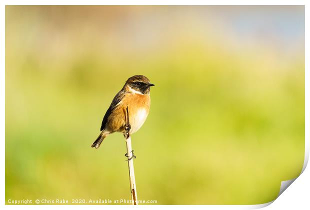 Male Stonechat (Saxicola torquata) perched on a br Print by Chris Rabe