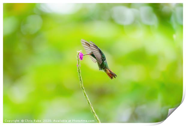 Rufous-Tailed Hummingbird (Amazilia tzacatl) feedi Print by Chris Rabe