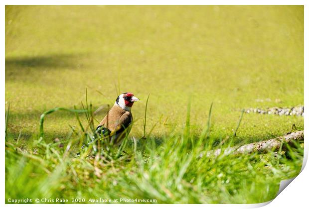 European Goldfinch (Carduelis carduelis) in grass  Print by Chris Rabe