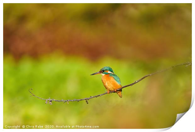 Female Common Kingfisher perched on twig Print by Chris Rabe