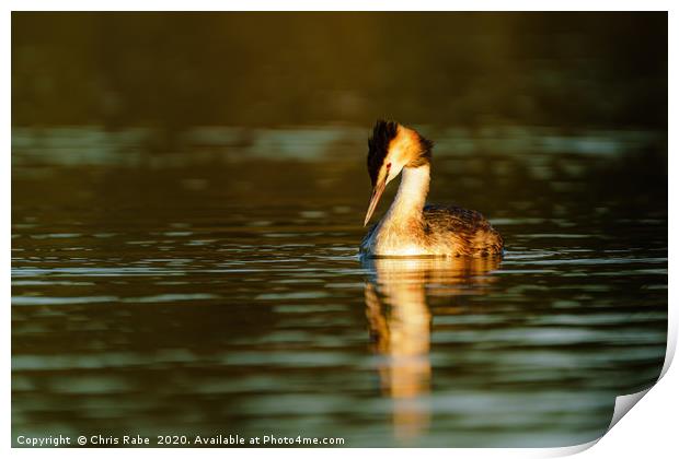 Great Crested Grebe looking down into water Print by Chris Rabe