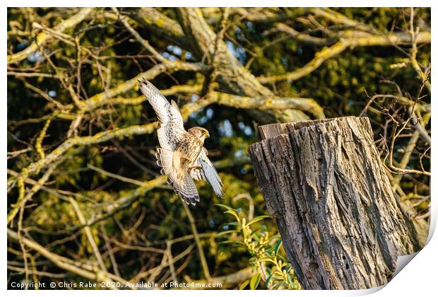 Common Kestrel coming in to land  Print by Chris Rabe