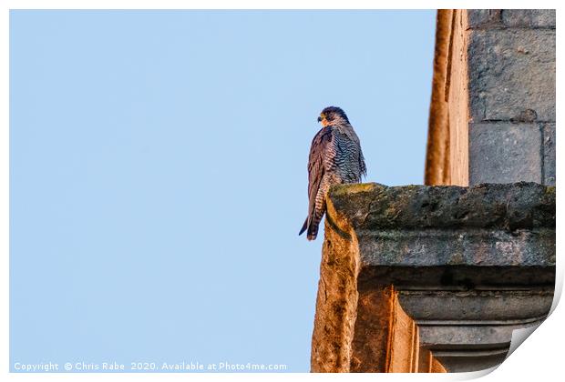 Peregrine perched on the side of a church tower Print by Chris Rabe