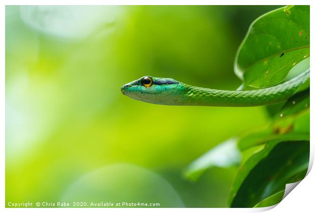 Cope's Vine Snake (Oxybelis brevirostris)  Print by Chris Rabe