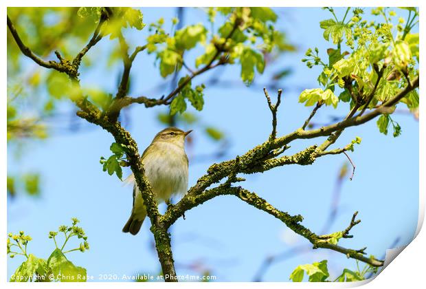 Willow Warbler  up a tree Print by Chris Rabe