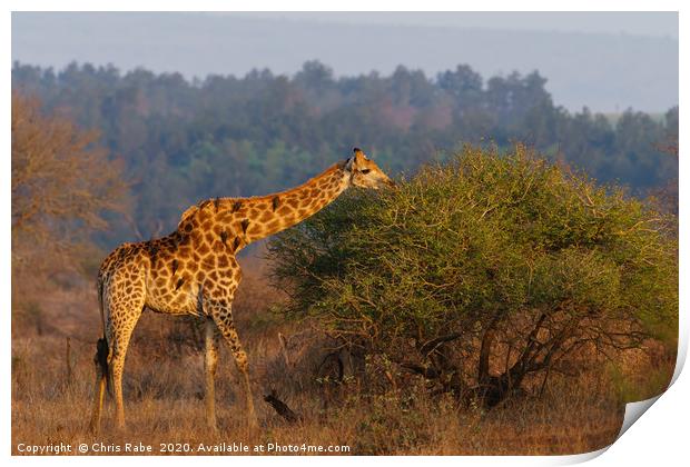 Giraffe in the early morning sun Print by Chris Rabe
