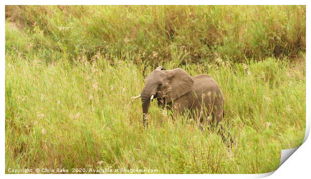 African Elephant in long grass Print by Chris Rabe