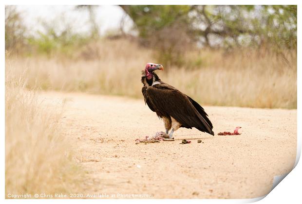 Lappet-Faced Vulture with roadkill Print by Chris Rabe