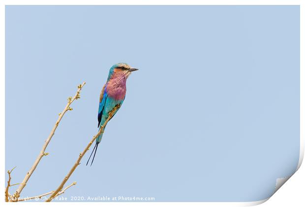 Lilac-Breasted Roller perched on twig Print by Chris Rabe